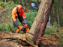 Best Tree Risk Assessment  in South Wallins, KY