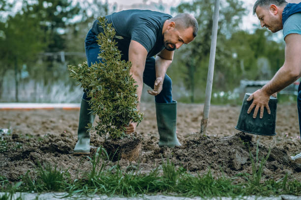 Best Tree and Shrub Care  in South Wallins, KY