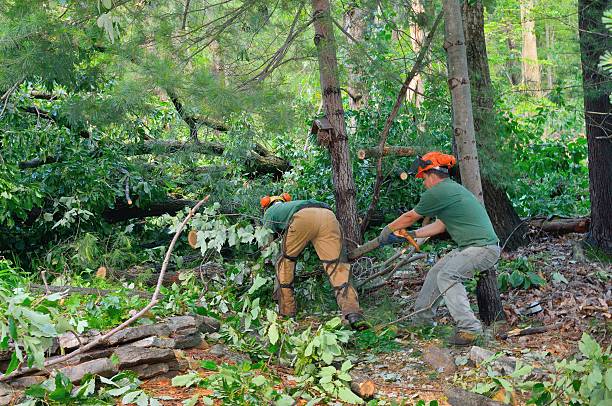 Best Seasonal Cleanup (Spring/Fall)  in South Wallins, KY