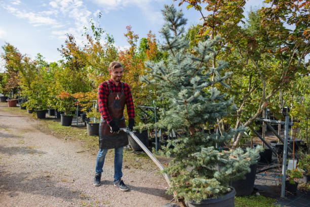 Best Tree Trimming and Pruning  in South Wallins, KY